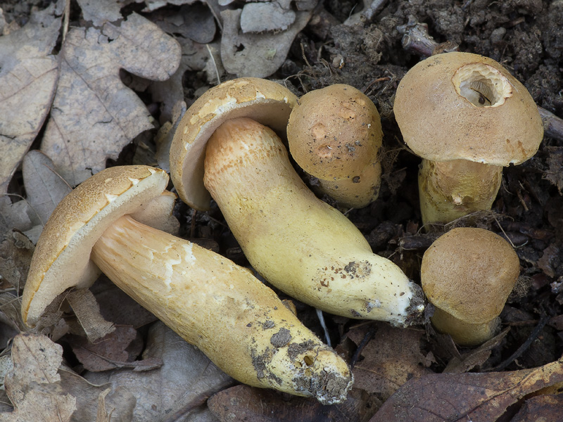 Aureoboletus moravicus